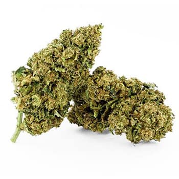Grossiste CBD suisse à Lausanne. weed ACAPULCO GOLD cannabis légal, vente en gros
