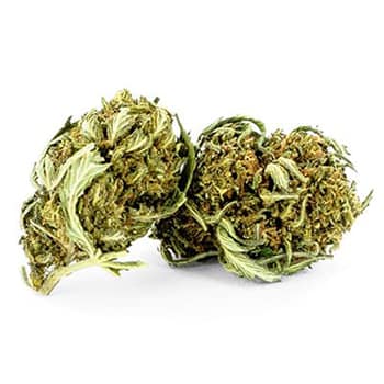 Grossiste CBD suisse à Lausanne. weed Big Cherry cannabis légal, vente en gros