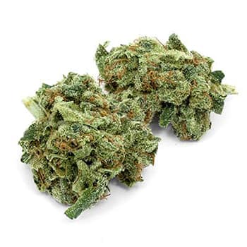 Grossiste CBD suisse à Lausanne. weed BLUEBERRY cannabis légal, vente en gros