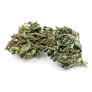 Grossiste CBD suisse à Lausanne. weed CANDIDA cannabis légal, vente en gros