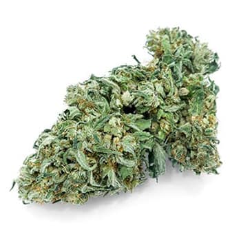 Grossiste CBD suisse à Lausanne. weed CANDIDA cannabis légal, vente en gros