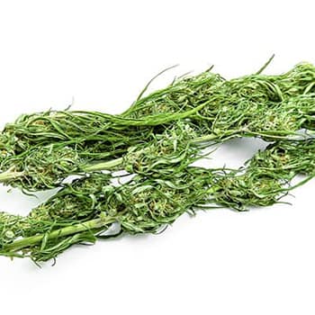 Grossiste CBD suisse à Lausanne. weed CARMAGNOLA cannabis légal, vente en gros