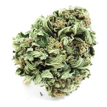 Grossiste CBD suisse à Lausanne. weed CHOCOLOPE cannabis légal, vente en gros