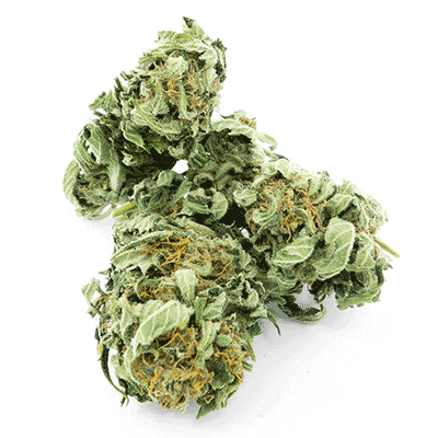 Grossiste CBD suisse à Lausanne. weed CHOCOLOPE cannabis légal, vente en gros