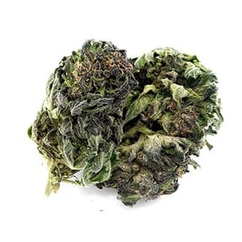Grossiste CBD suisse à Lausanne. weed CHOCOLOPE cannabis légal, vente en gros