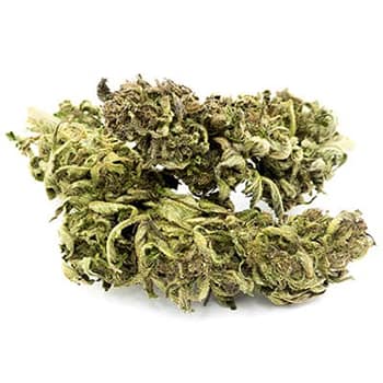 Grossiste CBD suisse à Lausanne. weed Delta 405 cannabis légal, vente en gros