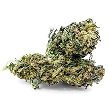 Grossiste CBD suisse à Lausanne. weed DENTELLA cannabis légal, vente en gros