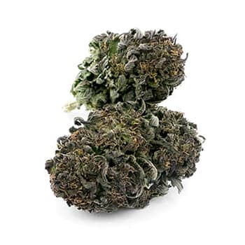 Grossiste CBD suisse à Lausanne. weed DINAMED cannabis légal, vente en gros