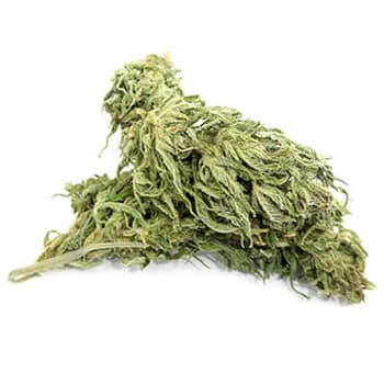 Grossiste CBD suisse à Lausanne. weed Félina 34 cannabis légal, vente en gros