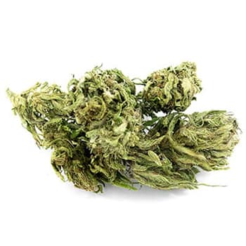 Grossiste CBD suisse à Lausanne. weed Futura cannabis légal, vente en gros