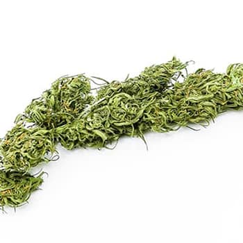 Grossiste CBD suisse à Lausanne. weed KC Virtus cannabis légal, vente en gros