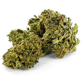 Grossiste CBD suisse à Lausanne. weed PURPLE HAZE cannabis légal, vente en gros