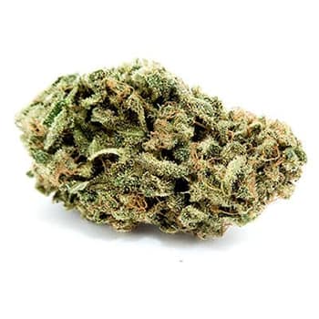 Grossiste CBD suisse à Lausanne. weed Purple Max cannabis légal, vente en gros