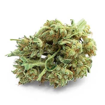 Grossiste CBD suisse à Lausanne. weed SANDY BUD cannabis légal, vente en gros