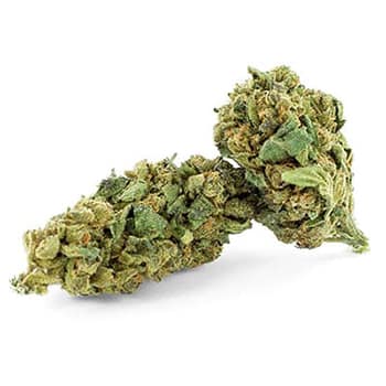 Grossiste CBD suisse à Lausanne. weed STRAWBERRY KUSH cannabis légal, vente en gros