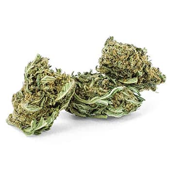Grossiste CBD suisse à Lausanne. weed SUPREME LEMON cannabis légal, vente en gros