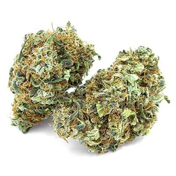 Grossiste CBD suisse à Lausanne. weed SWEET DREAM GOLD cannabis légal, vente en gros
