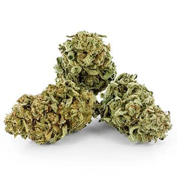 Grossiste CBD suisse à Lausanne. weed WOODSTOCK 69 cannabis légal, vente en gros
